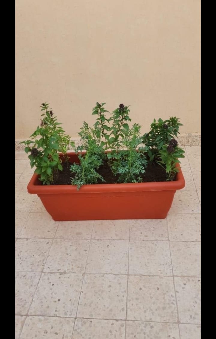عمل تنسيق حدائق